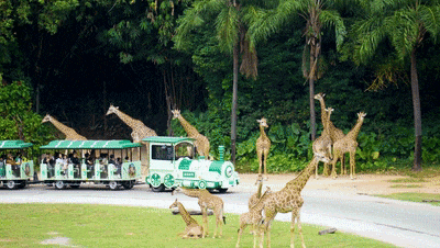 4万公里 ，100%出勤率！立博观光车助力长隆打造沉浸式生态之旅